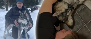 Jämthunden Paz var försvunnen i 15 dagar när han hittades - tre mil från hemmet • Ägaren om glädjen: "Går inte att beskriva"