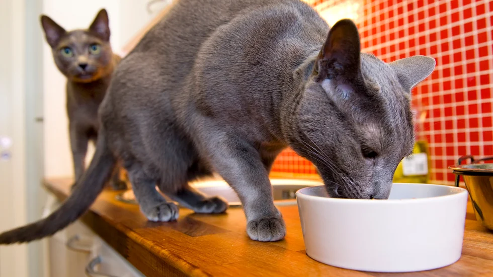 Katt- och hundmat hör till det som ökade mest i pris i februari. Arkivbild.