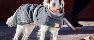 Västerviks 20 vanligaste hundnamn • Överlägsen etta