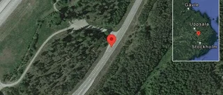 Älg på vägen på väg 273