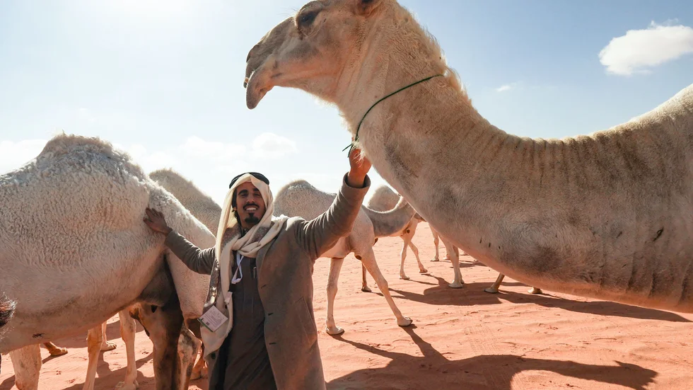 Det finns ett särskilt språk mellan en kamelägare och hans kamel, säger al-Marri, som äger 100 kameler som betar i landskapet nordöst om Saudiarabiens huvudstad Riyad. Arkivbild från den 10 januari i år.