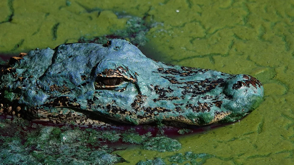En alligator bland algblomning i Floridasjön Okeechobee 2021.
