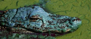 Var ute med hunden – dödades av alligator