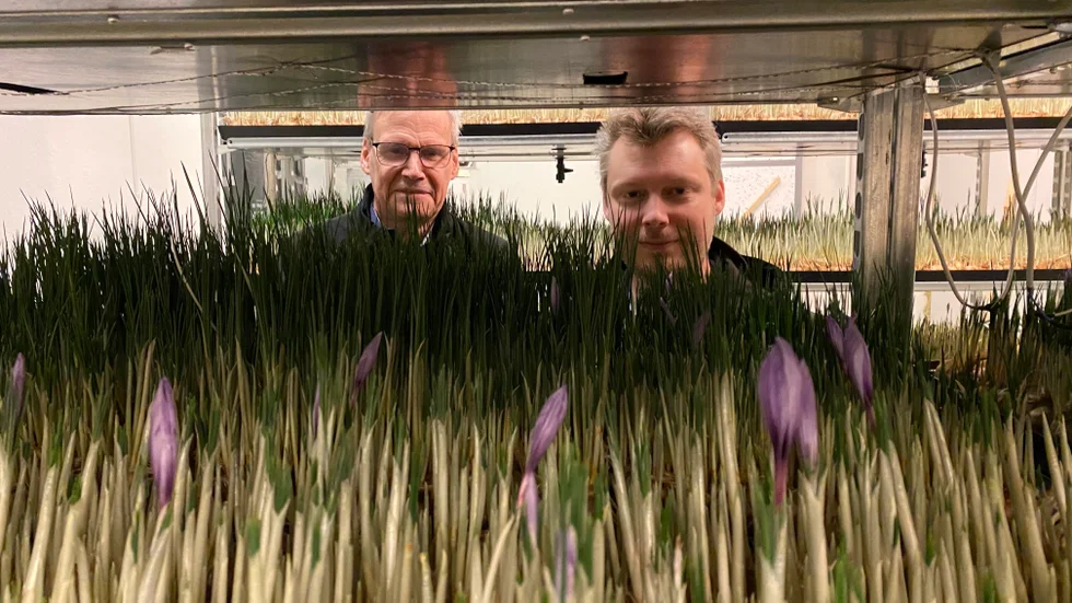 Saffransodlarna Kristian Bengmark och Mikael Öhman på företaget BlueRedGold som huserar i gamla krutbruket i Åkers styckebruk. 