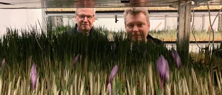 Kristian och Mikael odlar världens dyraste krydda – på höjden: "Vi är först i världen"