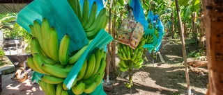 Bananen har en baksida               
