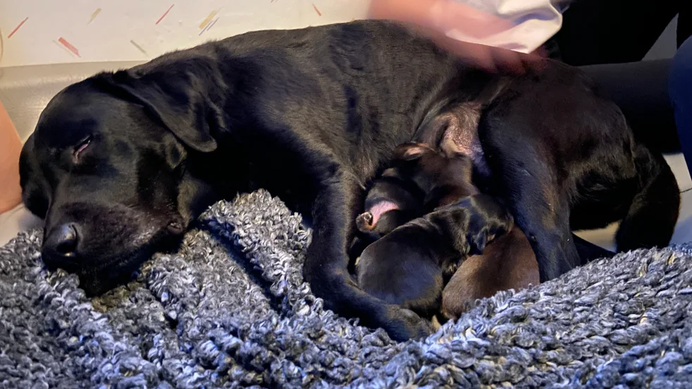 Jaktlabradoren Jippi blev oväntat fostermamma till en nyfödd kull med taxvalpar. 
