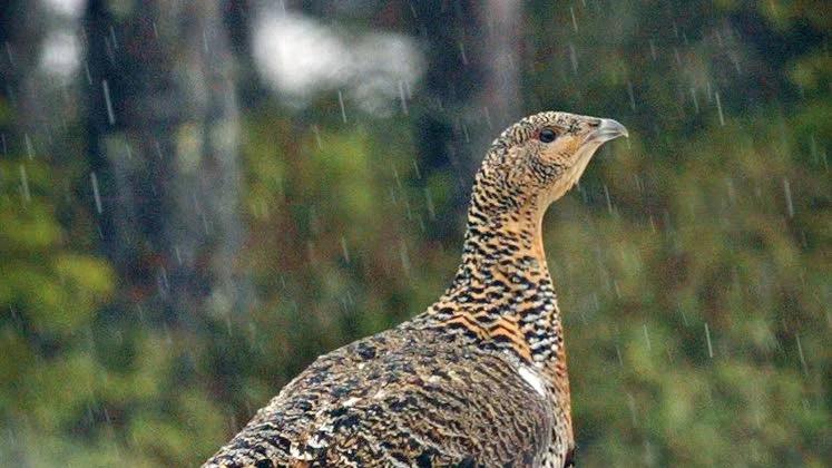 HJÄLPER POLEN. I maj fångades 14 dräktiga tjäderhönor och skickades till Polen för att stärka tjäderstammen där. Oetiskt, tycker jägare.
