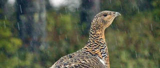 Dräktiga tjäderhönor skickades till Polen – jägare rasar