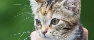 Sluta ta hand om andras katter