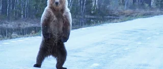 Några meter från björnen