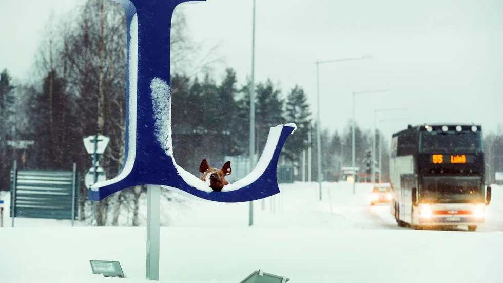PROTEST ELLER POJKSTRECK? Någon hade lagt ett grishuvud i rondellen vid infarten till LTU.