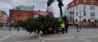 Här kommer granen till Stora Torget - så hög är den i år 
