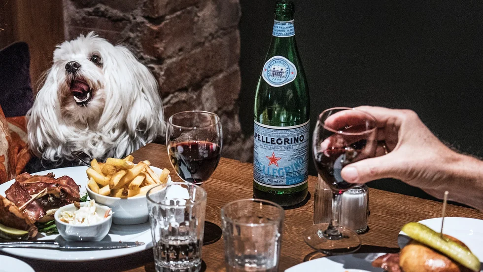 Restaurangbranschen är alltmer tillåtande av våra fyrfota familjemedlemmar.