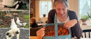 Helenas familj är på nästan 200 medlemmar – har 25 olika sorters djur på gården