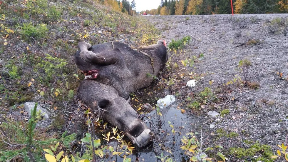 Kollision. Älgen ligger kvar i diket.