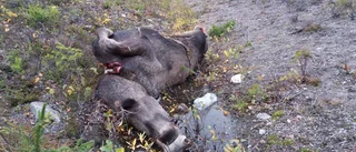 Älg kvar i diket efter en vecka
