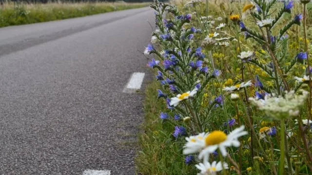 Insändarskribenten vill ha kvar de vackra blommorna längst vägkanterna. (Arkivbild)