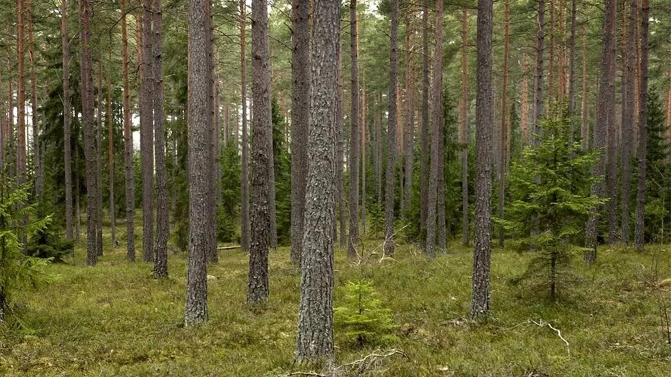 Nej. EU ska inte talla på skogspolitiken.
