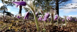Här är Gotlands nya Natura 2000-områden