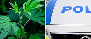 Dom: Mannen köpte bohag från en kompis – och fick cannabisplanta på köpet