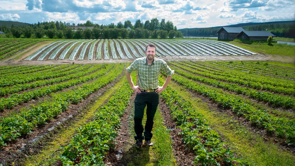 Peter Henriksson, jordgubbsodlare. (Arkiv)