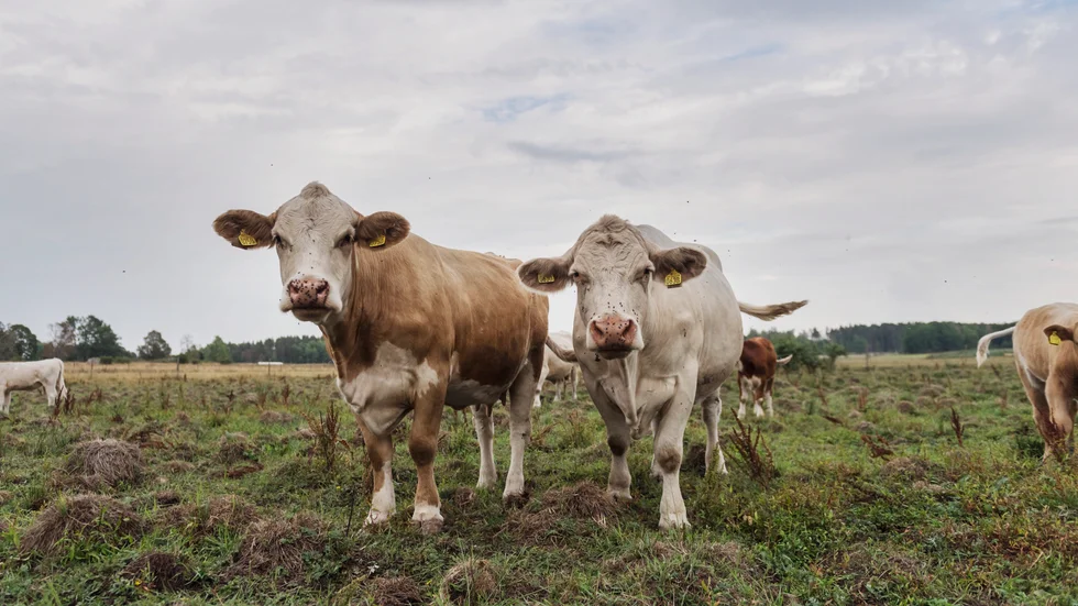 Det östgötska nötköttet hotas av parasiten Parafilaria som sprids via ansiktsflugan. Köttet blir otjänligt som människoföda.