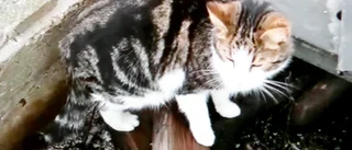 Kattdramat: Sigge ute på nya upptåg