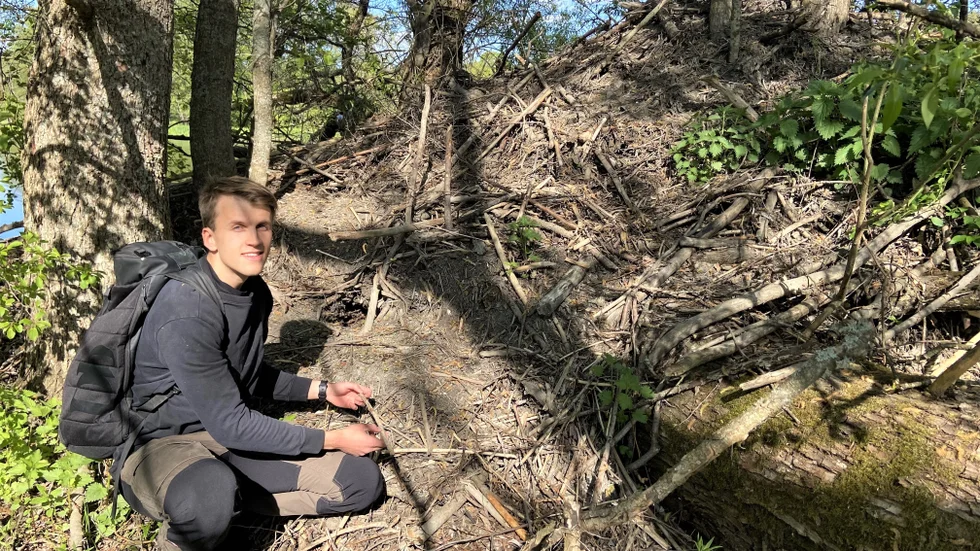 Andreas Öhlund som är student vid SLU har inventerat bäverspår i Uppsala, och konstaterar att det finns många. Här är han vid den stora bäverhyddan i Fyrisån vid Sunnersta.