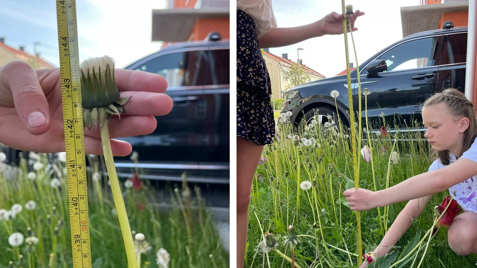 Maskrosen som familjen Kruglowa hittade på tomten hemma i Harvestad i södra Linköping mätte hela 110 centimeter.