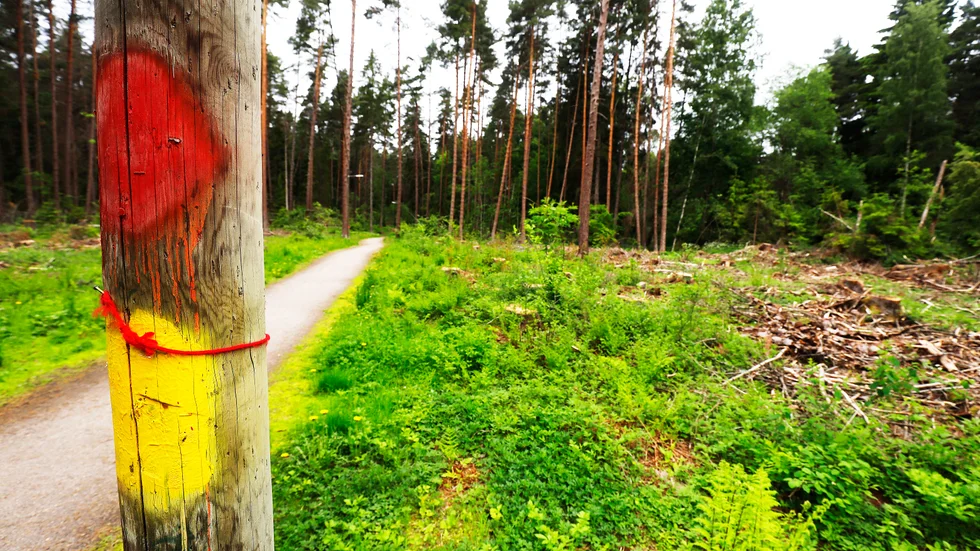 Vad tänker kommunen göra i skuggan av Världsmiljödagen för att förbättra skötseln av de kommunala naturreservaten? Skriver singaturen "Naturvän". Bilden är från Kronskogen.