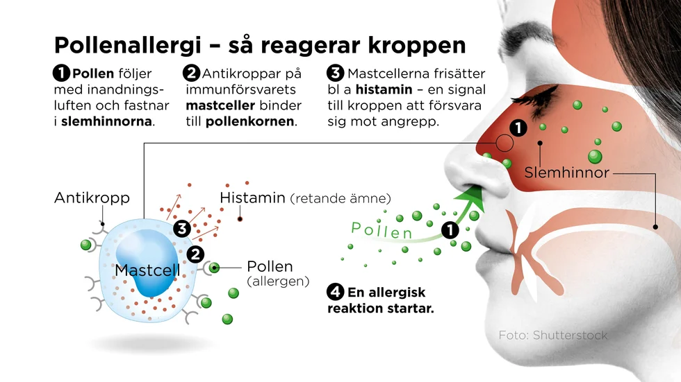 Det här händer i kroppen vid en allergisk reaktion.