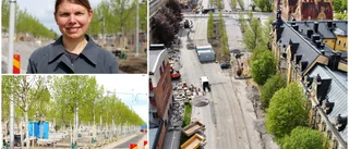 Nu grönskar det i Östra Promenaden igen • Lindarna har klarat flytten • "Man måste pyssla om dem"