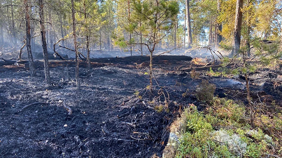Det var under söndagen som räddningstjänsten fick larm om en stor brand i ett skogsområde vid Finnsjön i Gnesta kommun, i närheten till gränsen av Flens kommun. Omkring 25 hektar mark har eldhärjats. Grillning sägs vara orsaken.