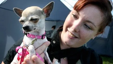 Gotland Dog Show 2008.