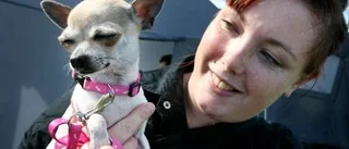 Extra hundplatser på färjan