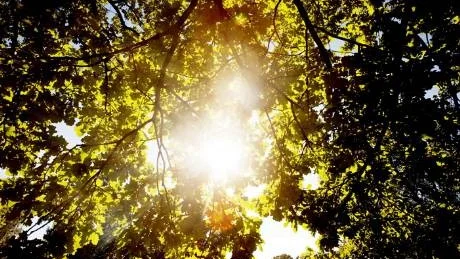 Bland regn och skurar ska ändå solen kunna titta fram genom trädtopparna.