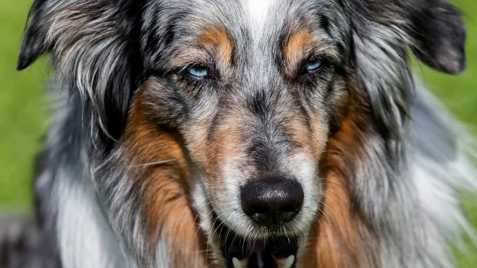 Hunden på bilden har inget med texten att göra. Blocket tar bort förbud mot annonsering av importerade hundar.