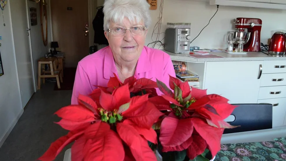 Ovanliga julstjärnor. Britt Blomgren i Gamleby har fått frön på alla sina tre julstjärnor.
