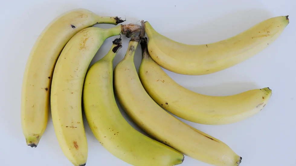 En last med bananer från Ecuador kommer med ett ryskt fartyg till Helsingborg under lördagen. Arkivbild.
