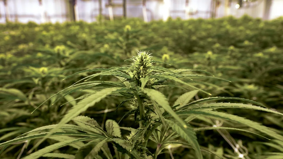 Sedan årsskiftet har antalet ägare i amerikanska cannabisbolaget Tilray ökat med 115 procent hos Nordnet. Arkivbild.