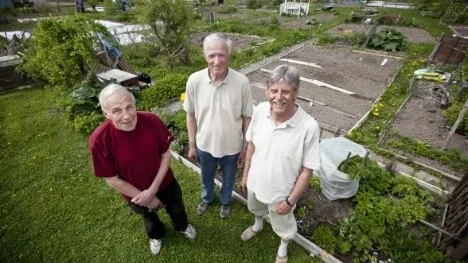 Stig Ceder, Harry Petersson och Jan Götbring vid kolonilotterna i Gränby backe.