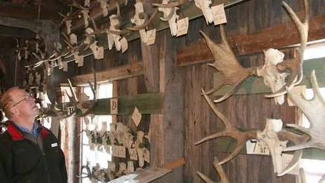 Lars Nilsson förestår skogsbruksmuseet i Strömsberg. Älghornssamlingen är unik och består av horn från 600 älgar, skjutna på brukets egna marker.