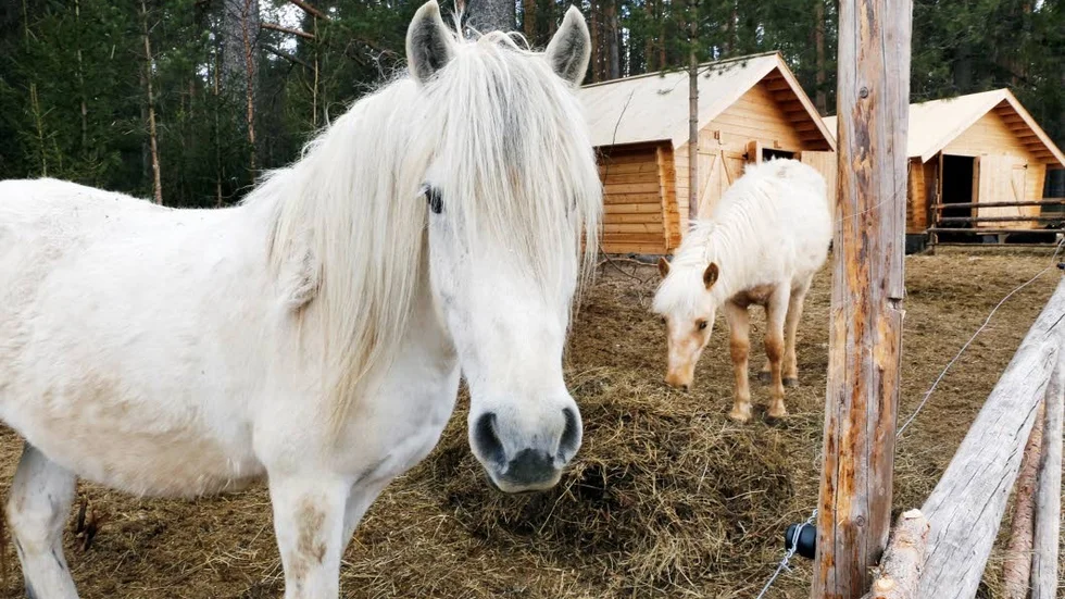 Gårdshästar. Tanken är att använda hästarna i kurser i skogsarbete med häst.