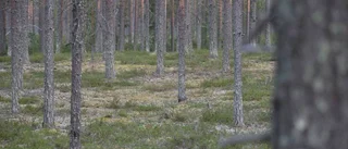 Inte åt skogen för skogen