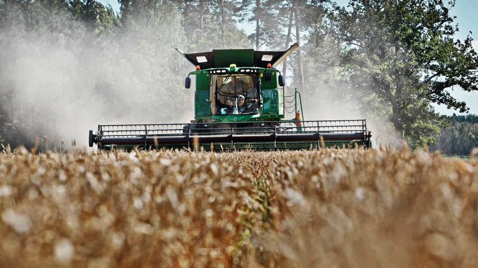 Skörd. Snart kommer tröskorna att gå varma igen.