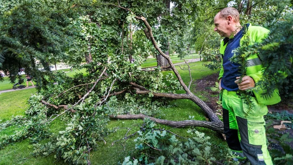 Mark van der Veen från Uppsala kommuns parkenhet tar hand om grenen som nu kommer att bli flis.