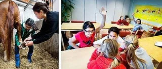 Ska bli trygga med hästarna