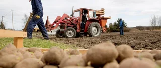 Har Sverige satt sin sista potatis?