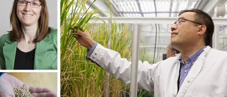Kinesisk investerare satsar på klimatvänligt ris från SLU